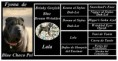 /album/collages-y-pedigrees/pedigree-fyona-de-blue-choco-pei-logo-jpg/